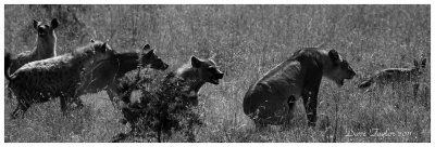 Lions vs spotted hyenas