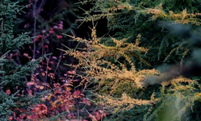 Tamarack needles