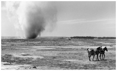 Common zebras with dust devil