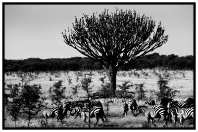 Common zebras with euphorbia tree