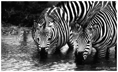 Common zebras