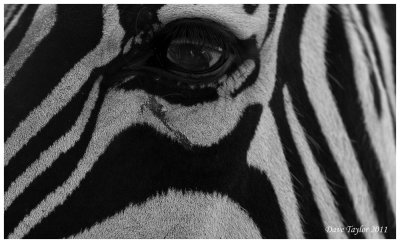 Common zebras eye