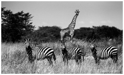 Common zebras with Masai giraffe