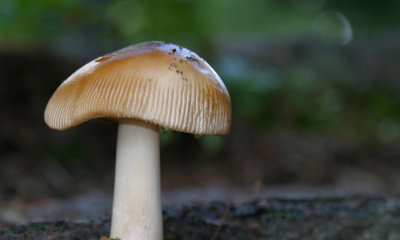 Fungi tbi
