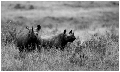 Black rhino (f and calf)