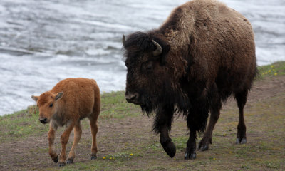 Bison calf with cow