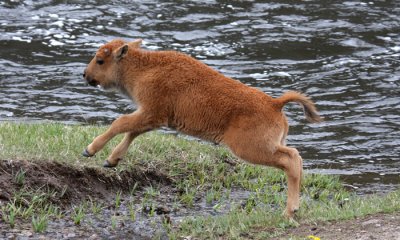 Bison calf