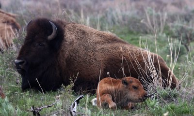Bison cow and calf