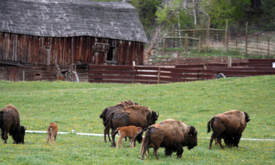 Bison