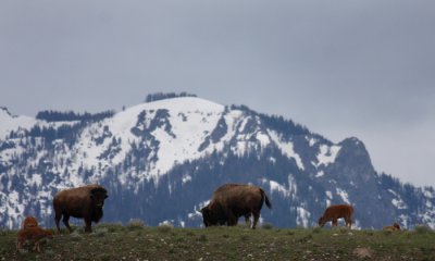 Bison with Grand Teton's