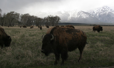 Bison with Grand Teton's
