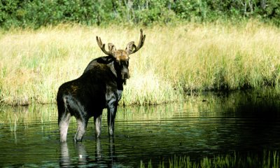 Moose