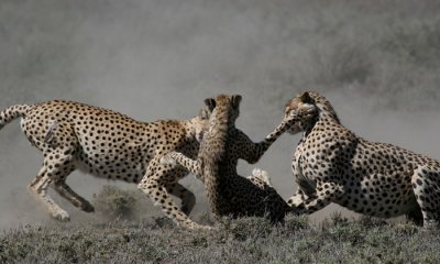 Cheetah's mating battle