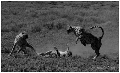 Cheetah's mating battle