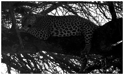 Sleeping leopard