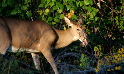 White-tailed  doe