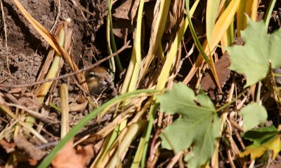 Eastern chipmunk in burrow