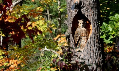 Owl Carving, Riverwood