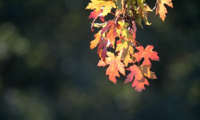 Fall Maple leaves