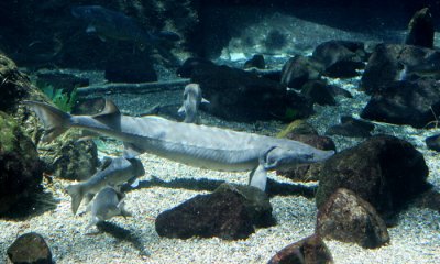 Lake Sturgeon