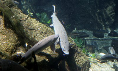 Lake Sturgeon