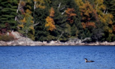 Gallery: Loons