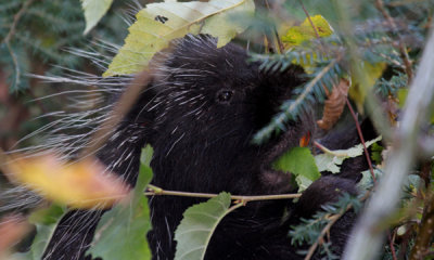 Porcupine