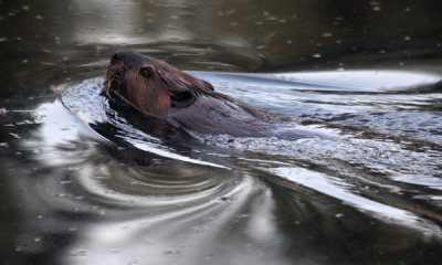 Beaver