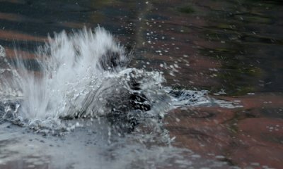 Beaver