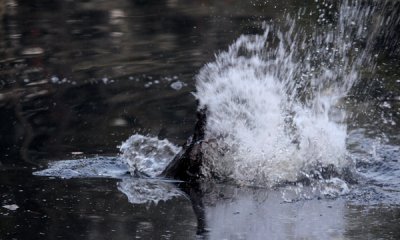 Beaver
