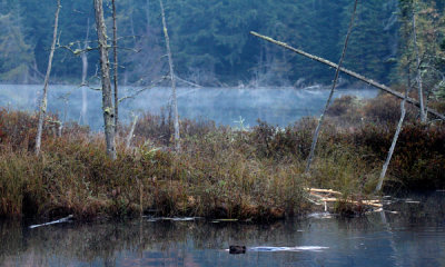 Gallery: North American Beaver