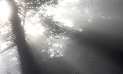 Morning mist