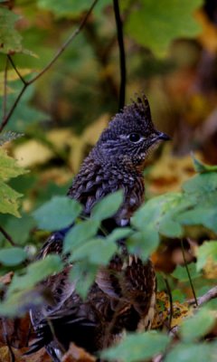 Ruffed grouse