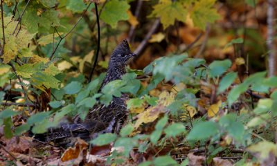 Ruffed grouse