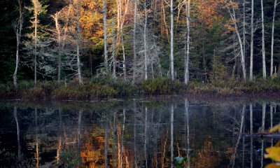 Bog, Haliburton