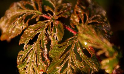 Morning dew