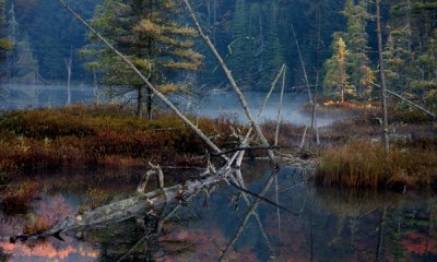 Bog, Haliburton