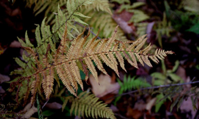 Ferns