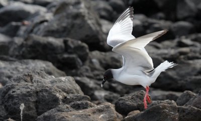 Swallow tailed Gull