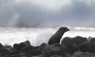 Galapagos Sea Lion