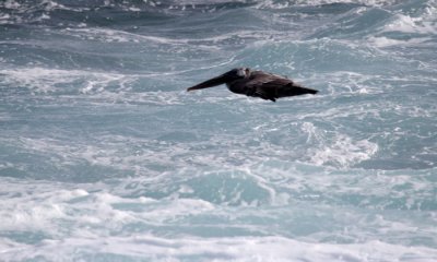 Pelicans, Boobies, Cormorants, Frigates, Tropicbirds