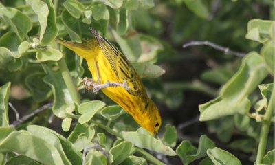 Perching Birds (Passerines)