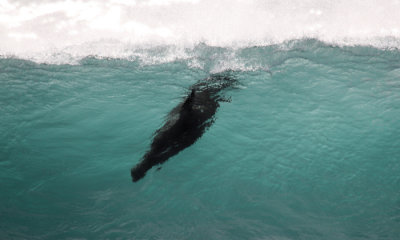 Galapagos Sea Lion