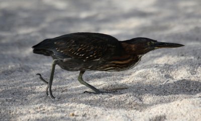 Striated Heron