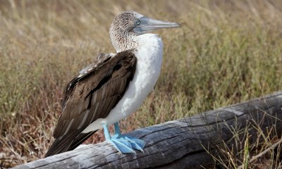 Blue-footed Booby