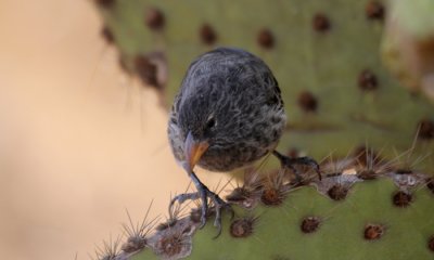 Cactus Finch