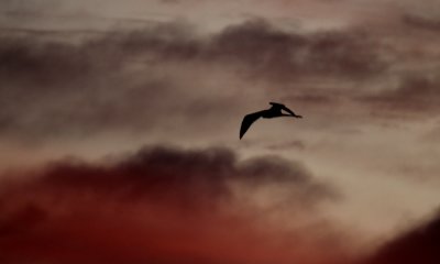 Frigate birds, Galapagos sunset