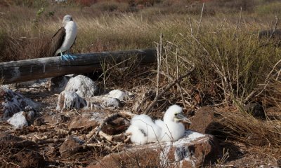 Blue-footed Booby