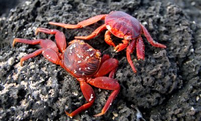 South American Invertebrates