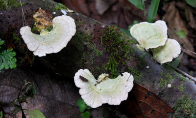 Fungi sp.